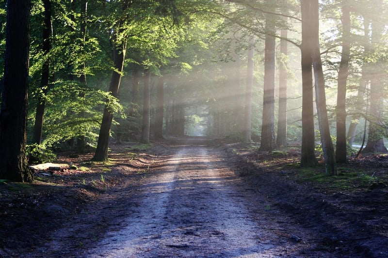 Mindful walking in nature